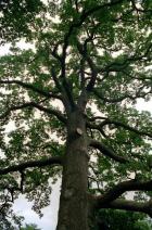 Magnificent tree.